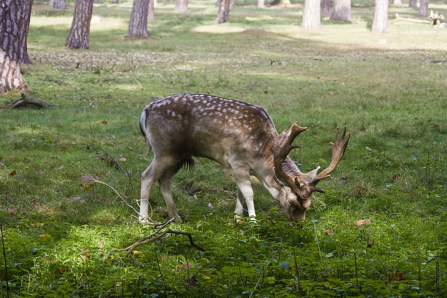 hirsch, fallow deer, forest, aeasen, blade, antler, flock, wild HD wallpaper