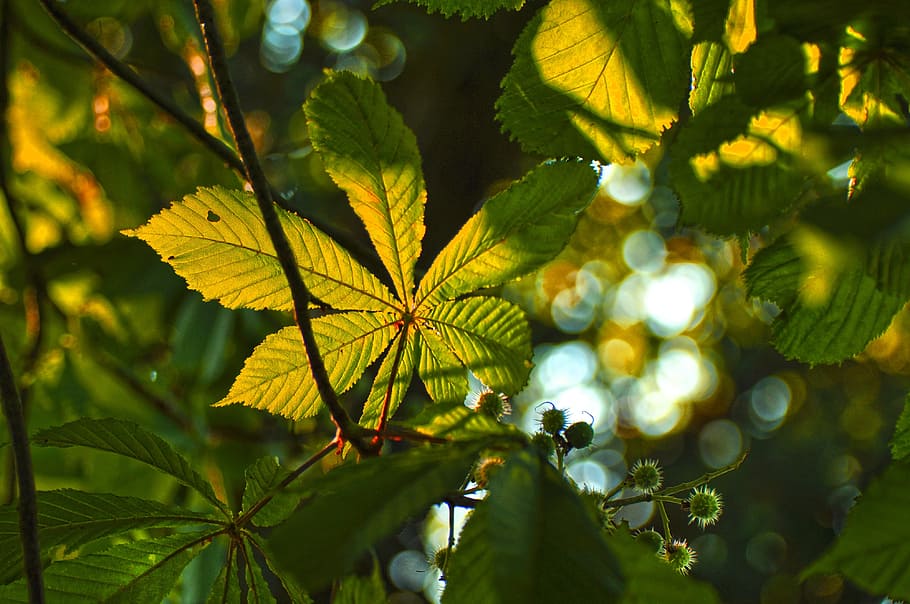 branch, leaf, leaves, foliage, bokeh, sunlight, autumn, plant part HD wallpaper