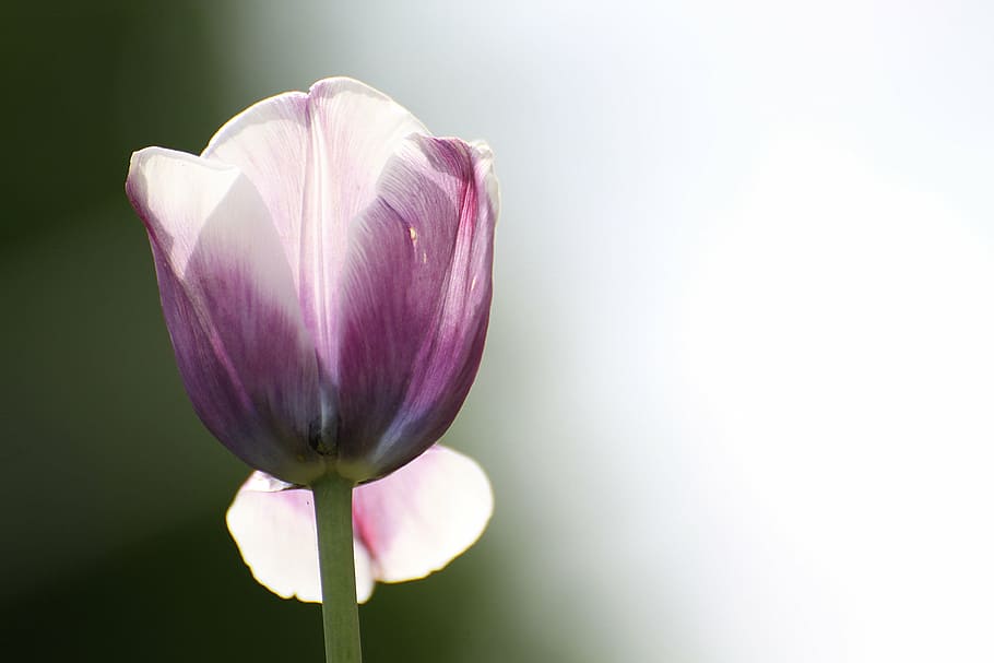 purple flower selective photography, tulip, spring, nature HD wallpaper