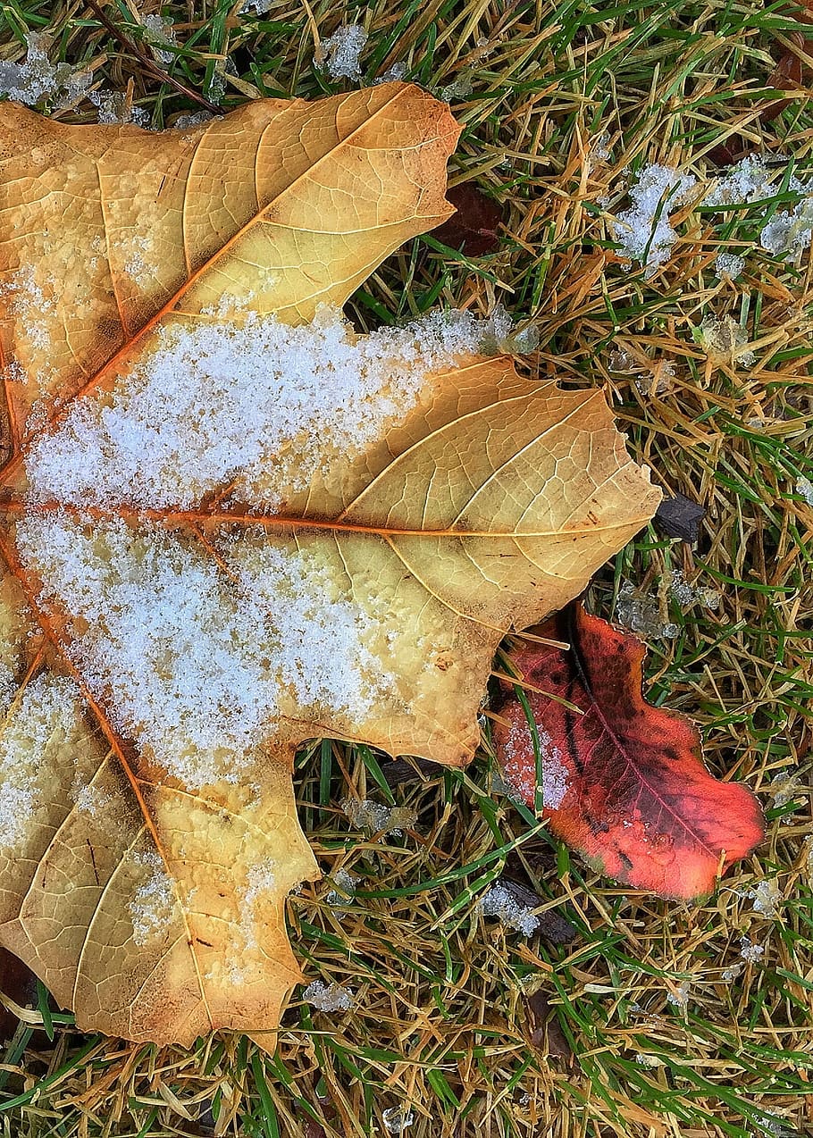 Leaf, Frost, Winter, dry, autumn, change, day, nature, plant part HD wallpaper