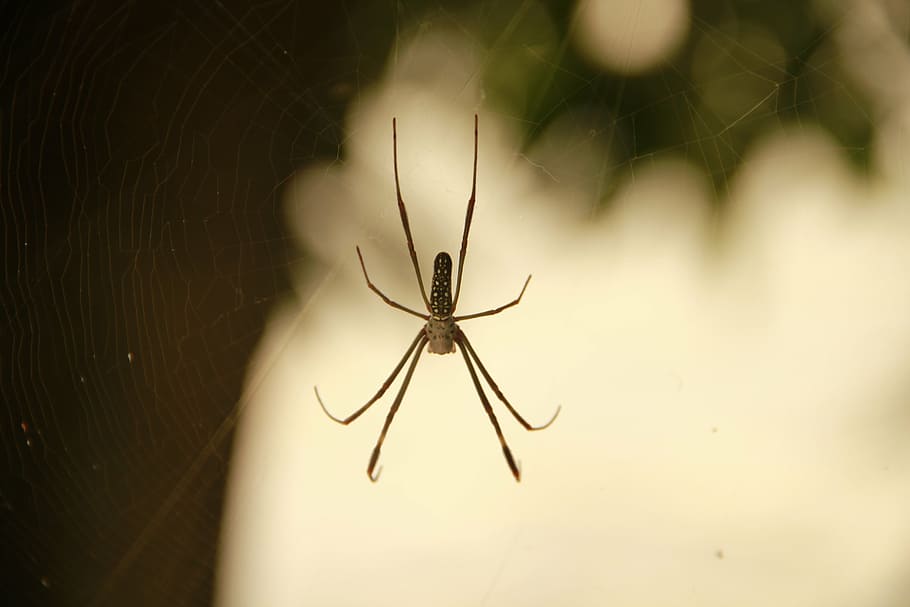 animals, spider, nature, arachnid, animal themes, invertebrate HD wallpaper