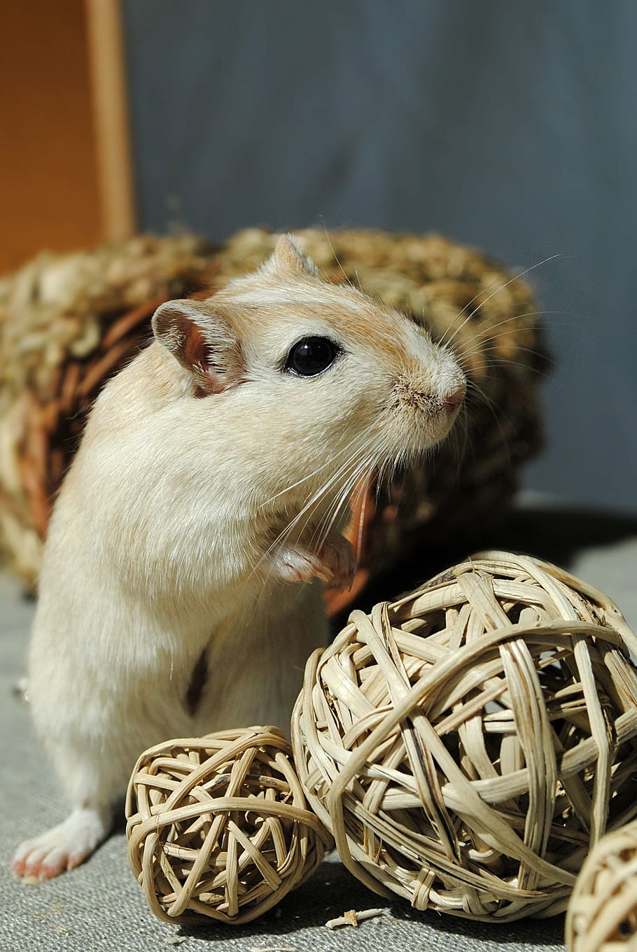 hamster beside wicker ball, domestic animal, rodent, gerbil, games