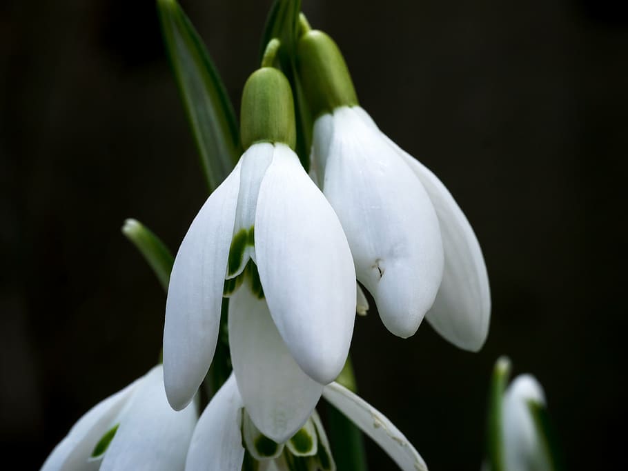 closeup photo of snow drop flower, snowdrop, winter, white, spring