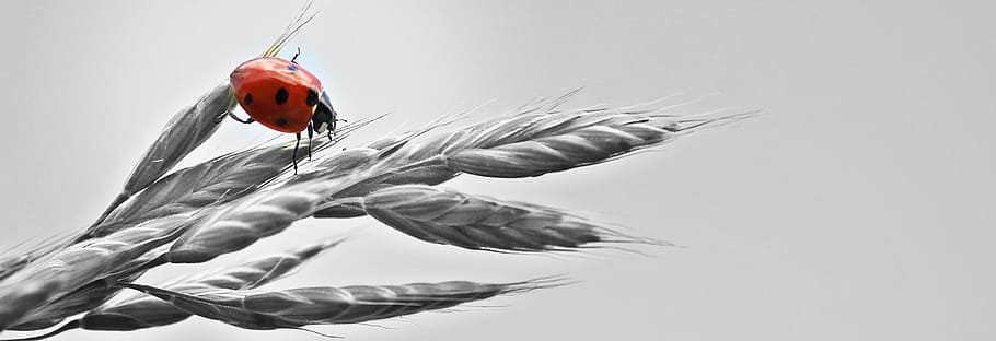 black and red ladybug on gray wheat, ear, sky, lucky ladybug HD wallpaper