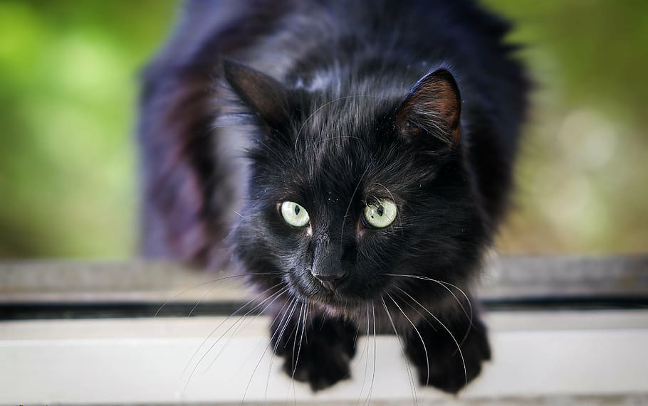 selective focus photography of black cat, predator, claws, jump HD wallpaper
