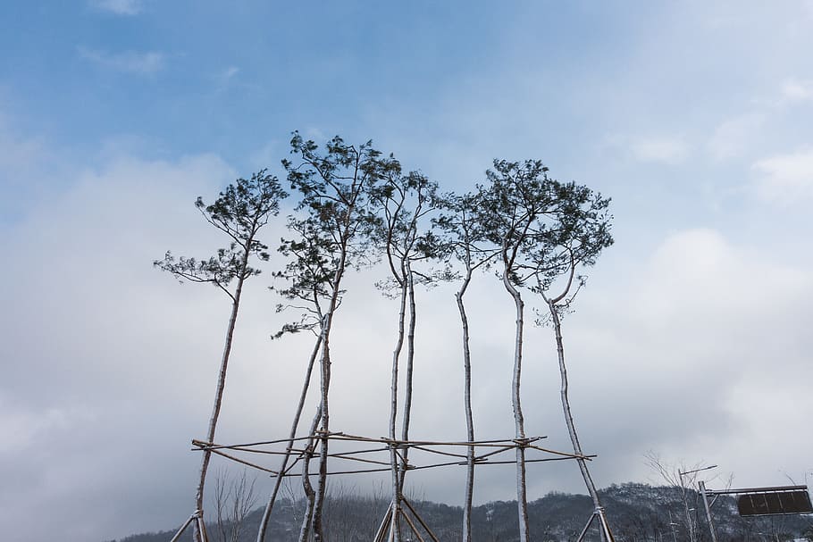 branch, calm, cloud, sky, snow, tree, windy, winter, woody plant HD wallpaper