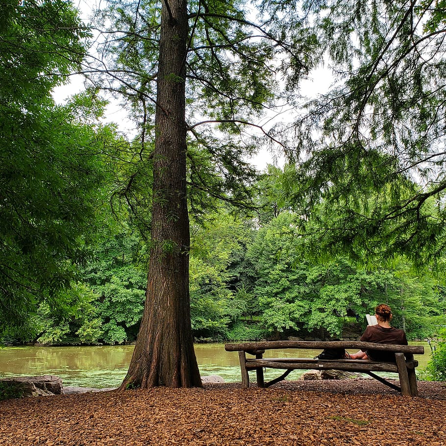 books, banking, read, tree, autumn, rest, wellness, meditation, HD wallpaper