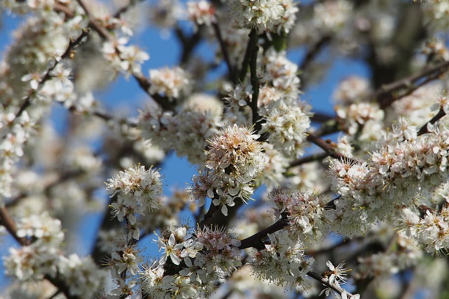 Blossom, White, Flower, Spring, Tree, nature, flora, branch HD wallpaper