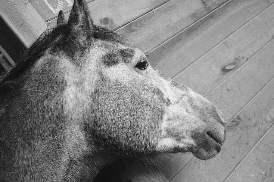 horse, head profile, plays, nostril, mouth, ears, mane, horse head, HD wallpaper