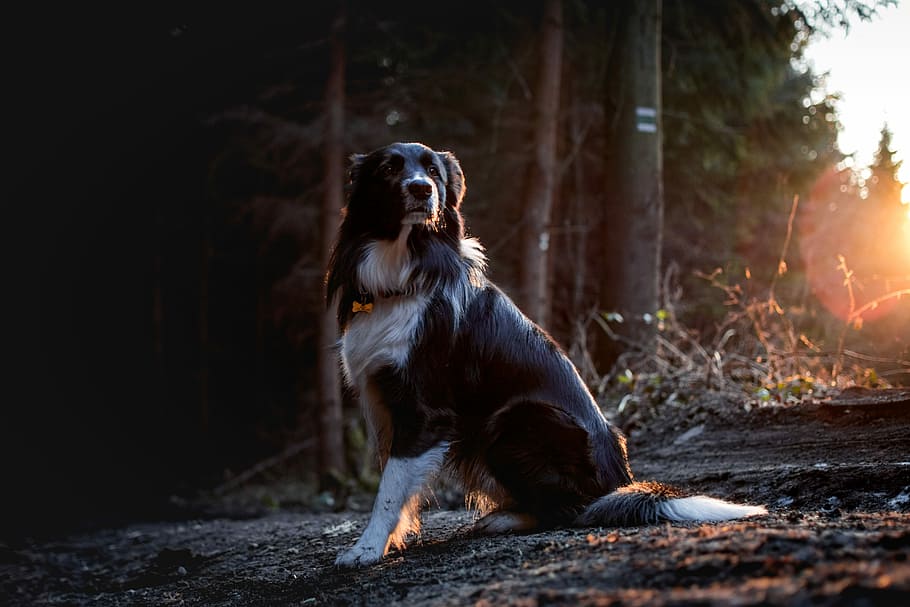 black and white dog on road, sitting adult dog, collie, bordercollie, HD wallpaper