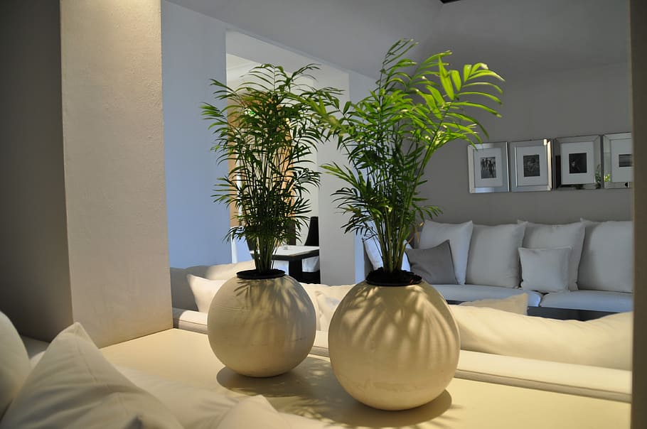 two green potted plants on white ceramic vases on top of white wooden table
