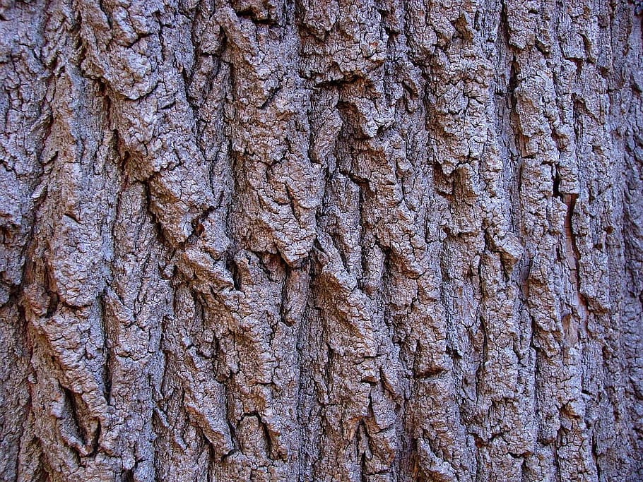 Tree Bark, Wood, Texture, Rough, Nature, tree trunk, surface HD wallpaper