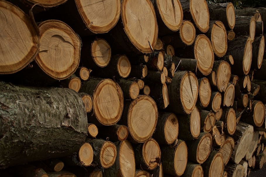 Wood, Tribe, Trunks, Saved, cellar, stack, wood - material HD wallpaper