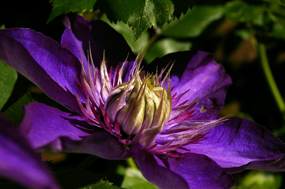 Clematis, Blossom, Bloom, Close, Violet, flower, garden plant HD wallpaper