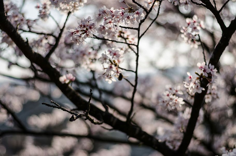 cherry, white petaled flowers closeup photography, spring, tree HD wallpaper