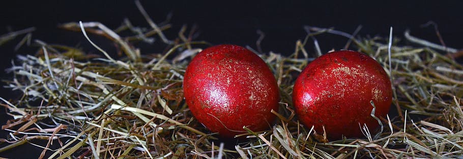 two red eggs on nest in panorama and rule of thirds photography HD wallpaper