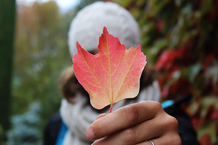 leaf, nature, fall, autumn, human hand, human body part, plant part HD wallpaper