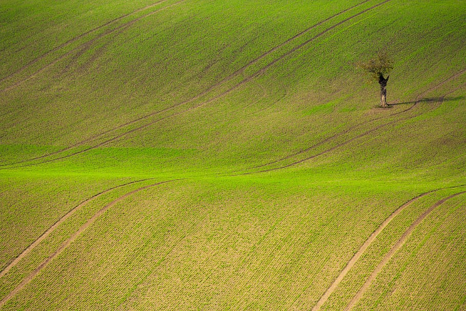 bare tree on grass field, tree in the middle of green field during daytime HD wallpaper