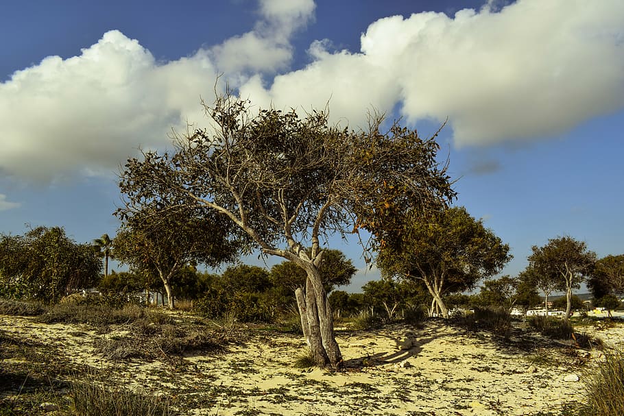 tree, coppice, copse, forest, glade, sky, clouds, nature, makronissos HD wallpaper
