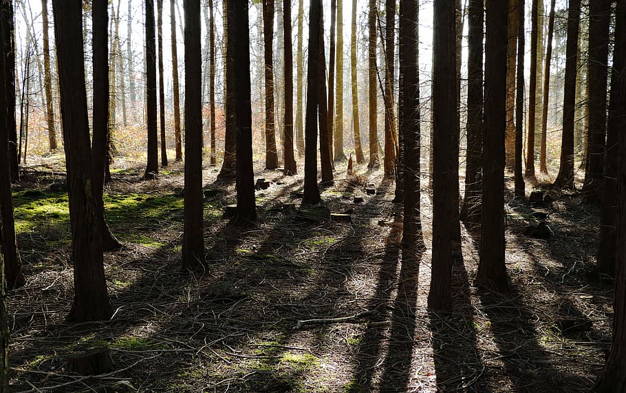 forest, trees, shadow, hispanic, nature, sun, silhouette, land HD wallpaper