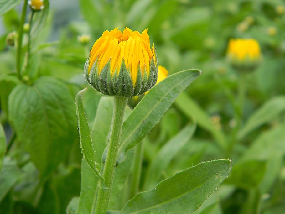 Flower, Bud, Yellow, Spring, Spring, Bloom, nature, closeup HD wallpaper