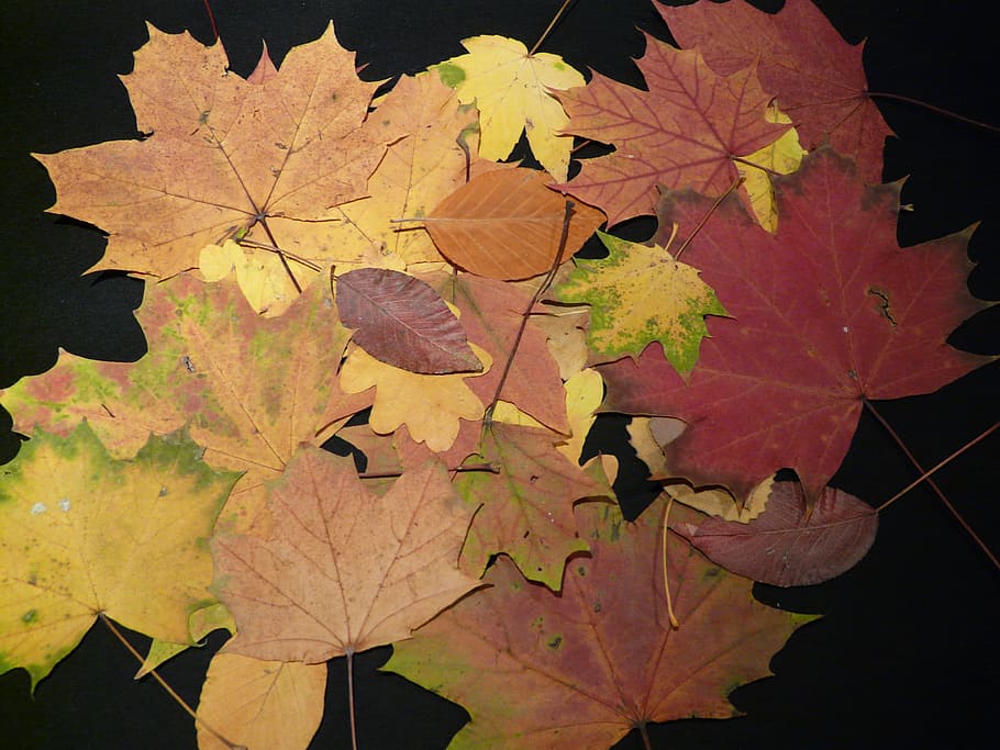 Fall, Leaves, Pressed, Tinker, fall leaves, press sheets, autumn colours HD wallpaper