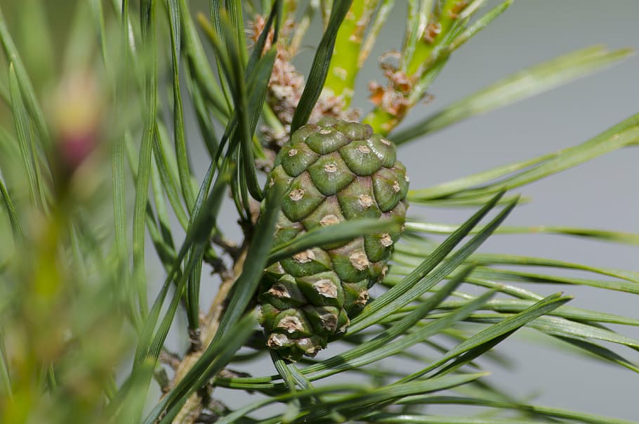 pine, cone, pine cone, nature, needles, tree, conifer, green color HD wallpaper