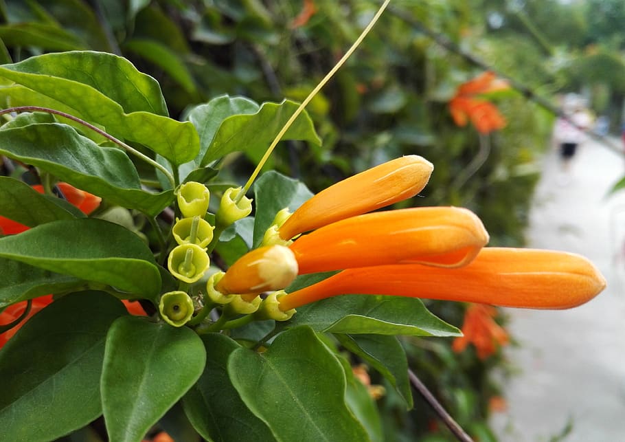 flower, green, summer, plant, growth, flowering plant, freshness HD wallpaper