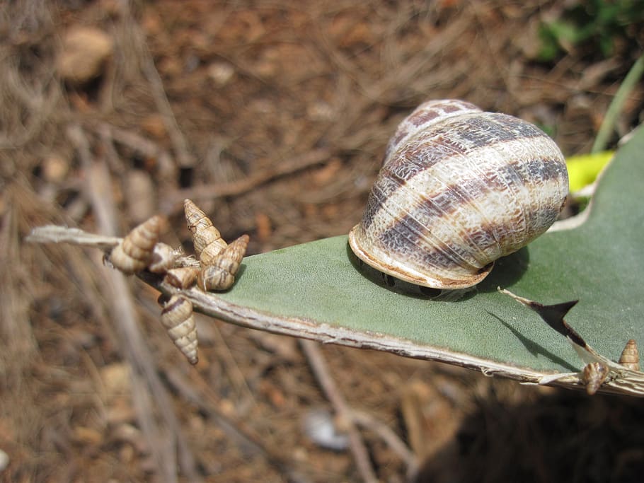 snail, large, small, leaf, slowly, difference, crawl, hidden HD wallpaper