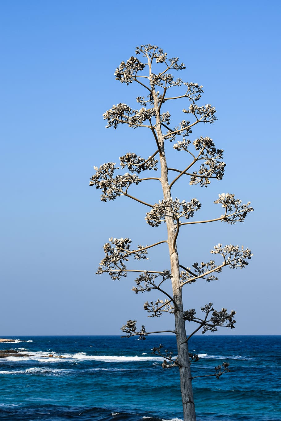 tree, sea, waves, coast, protaras, cyprus, sky, water, beauty in nature HD wallpaper