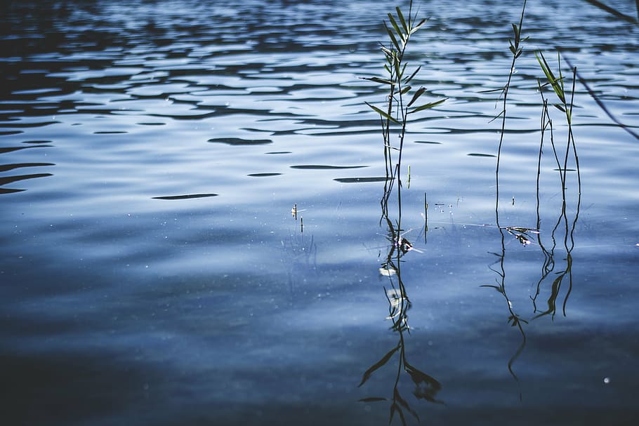 green plants on body of water, lake, pools, biotope, water surface HD wallpaper