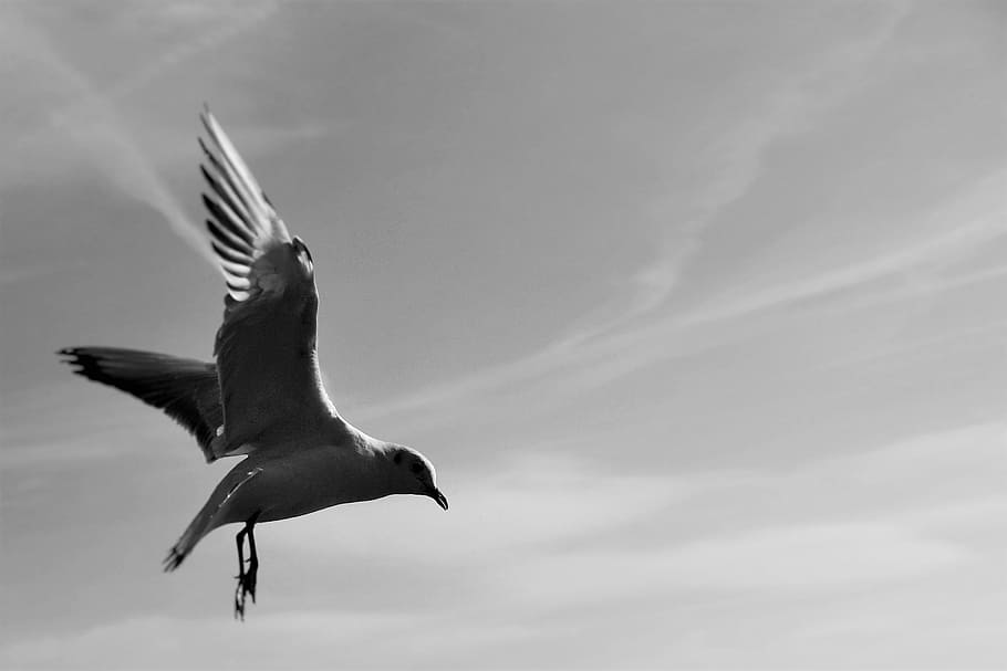 Gulls, Animals, Birds, Snapshot, Sky, flying, animals in the wild, HD wallpaper