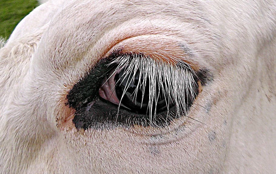 Cow, Eye, Cattle, Head, cow's eye, cow's head, animal, mammal, HD wallpaper