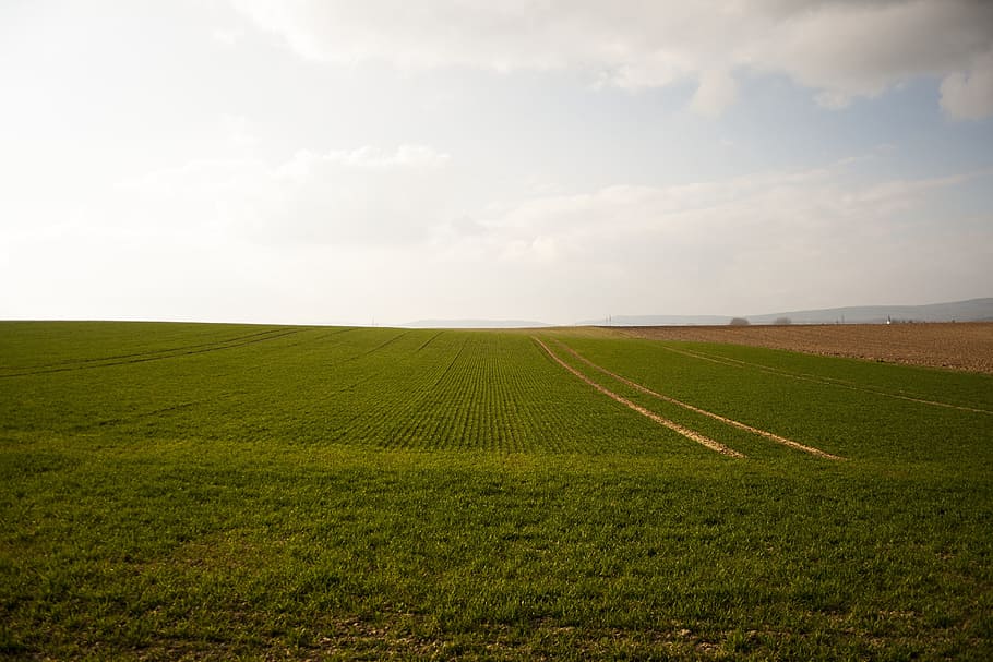 Field, Arable, Landscape, green, environment, nature, agriculture HD wallpaper