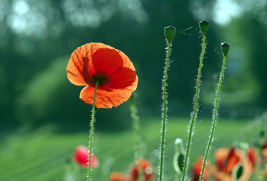 Poppies, Beasts, Field, red, the beasts of the field, flowers