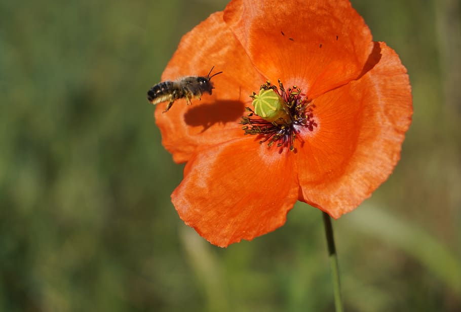 Poppy, Blossom, Bloom, Bee, Red, Summer, wild flowers, nature HD wallpaper