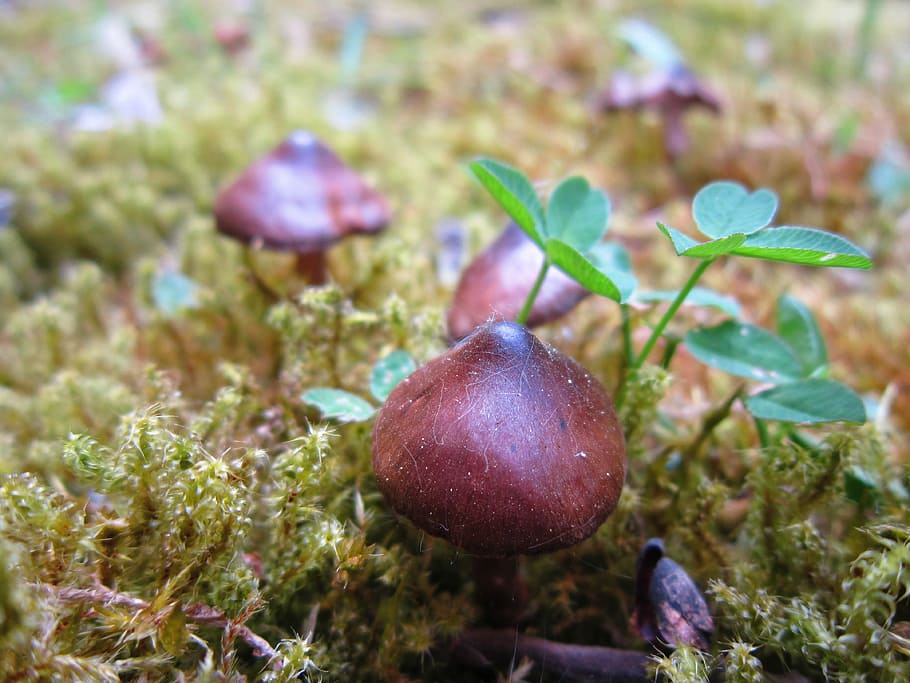 Mushrooms, Small, Nature, Forest, small mushroom, meadow, forest floor, HD wallpaper