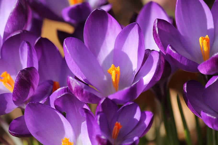 crocus, spring, purple, blossom, bloom, plant, close, spring flower HD wallpaper
