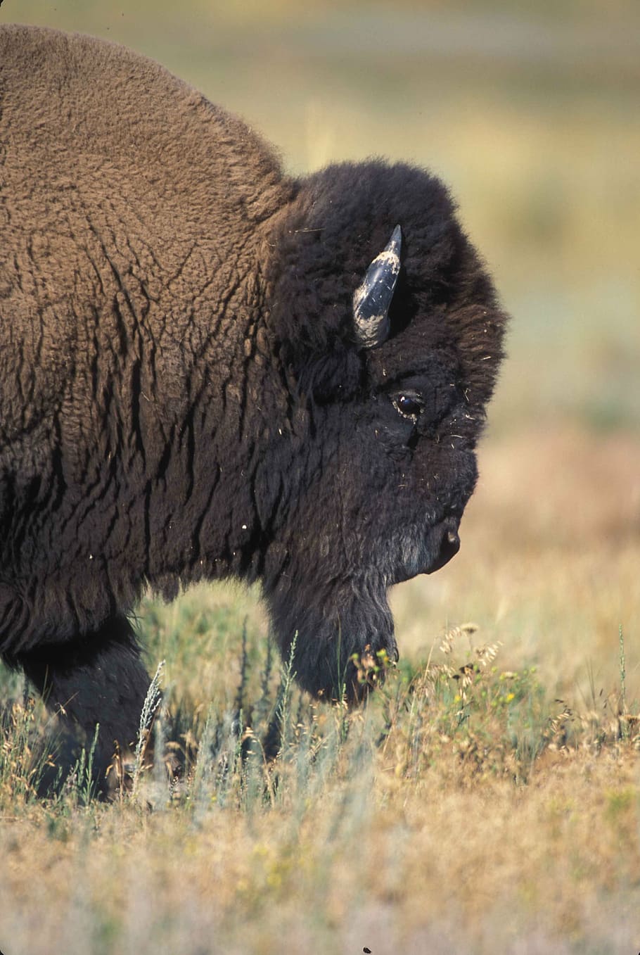 bull, half, front, profile, buffalo, bison, animals, fauna HD wallpaper