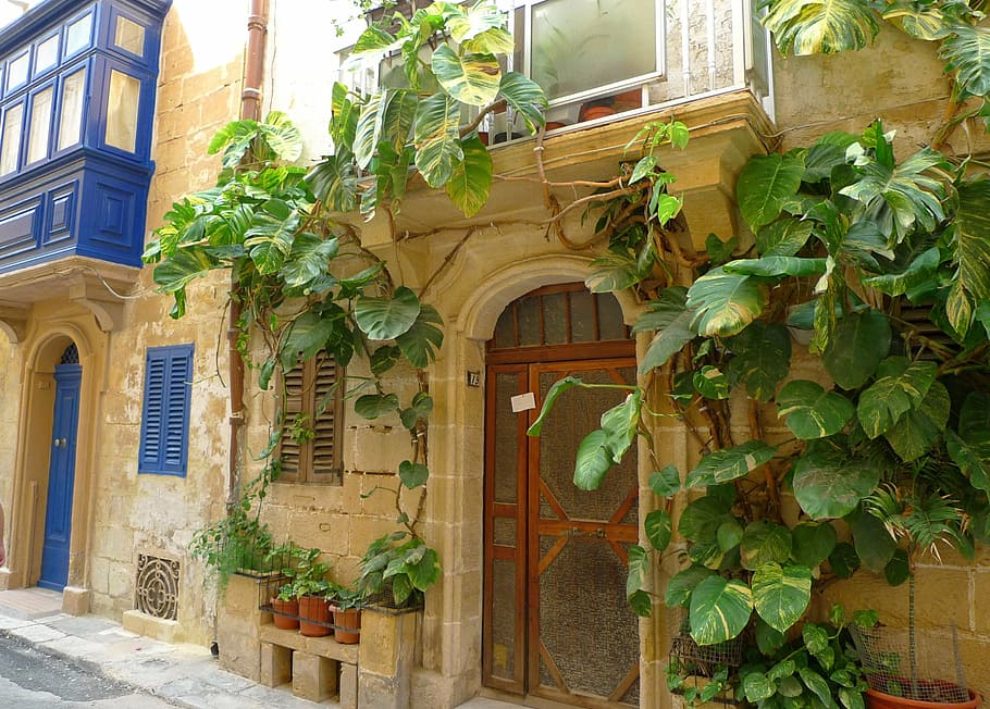 home front, building, climber, idyll, exotic, malta, gozo, mediterranean HD wallpaper