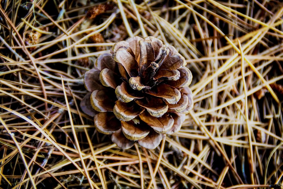 forest, pinecone, points, nature, hemang patel, plant, close-up HD wallpaper