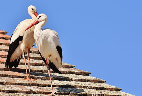 two white storks perched on brown roof during daytime, black HD wallpaper