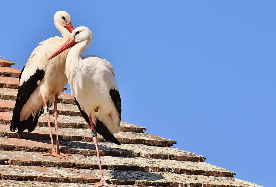 two white storks perched on brown roof during daytime, black HD wallpaper