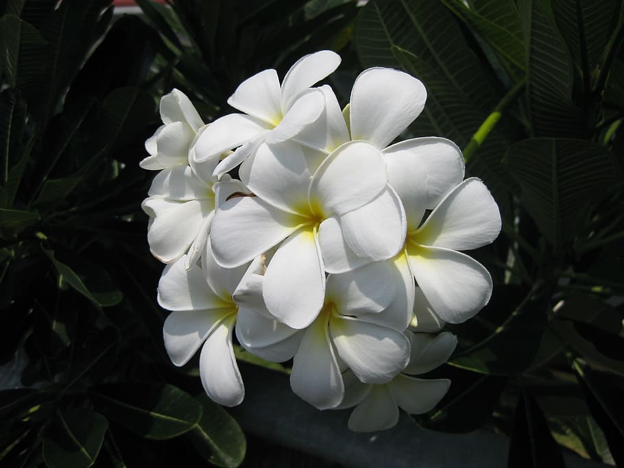 flower, blossom, bloom, white, incomplete, nature, flowering plant HD wallpaper
