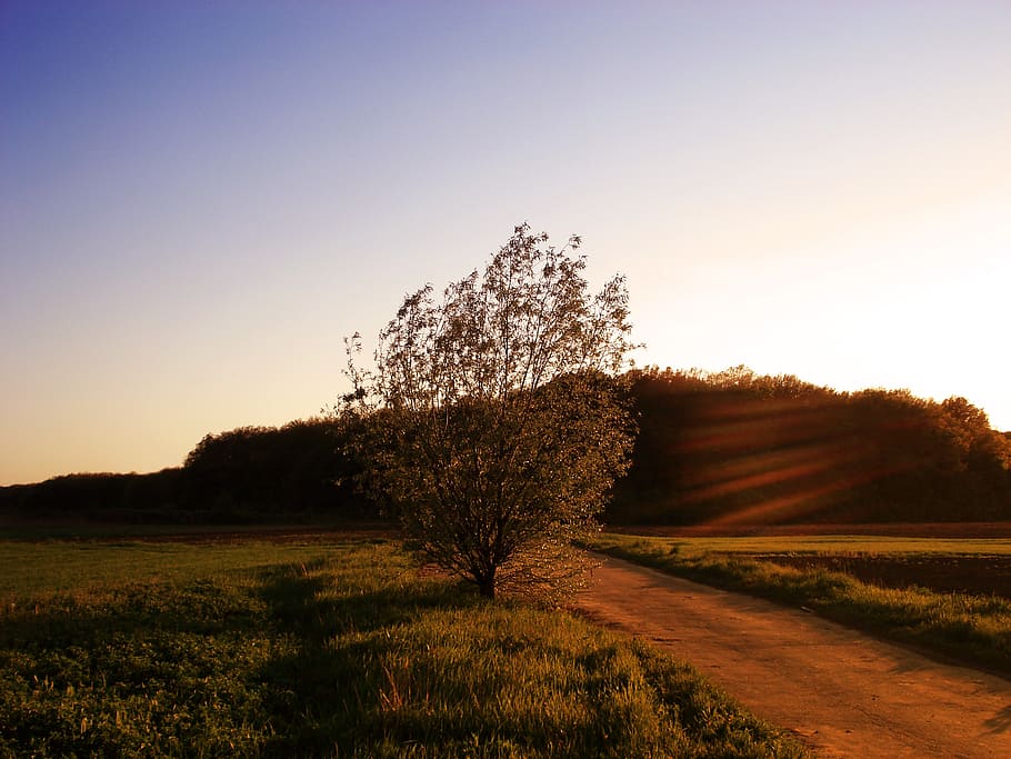 landscape, nature, sunset, evening, evening landscape, plant HD wallpaper