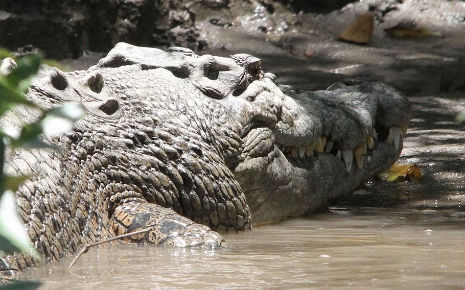 Crocodile, Reserve, Predator, Tooth, animal world, west australia HD wallpaper