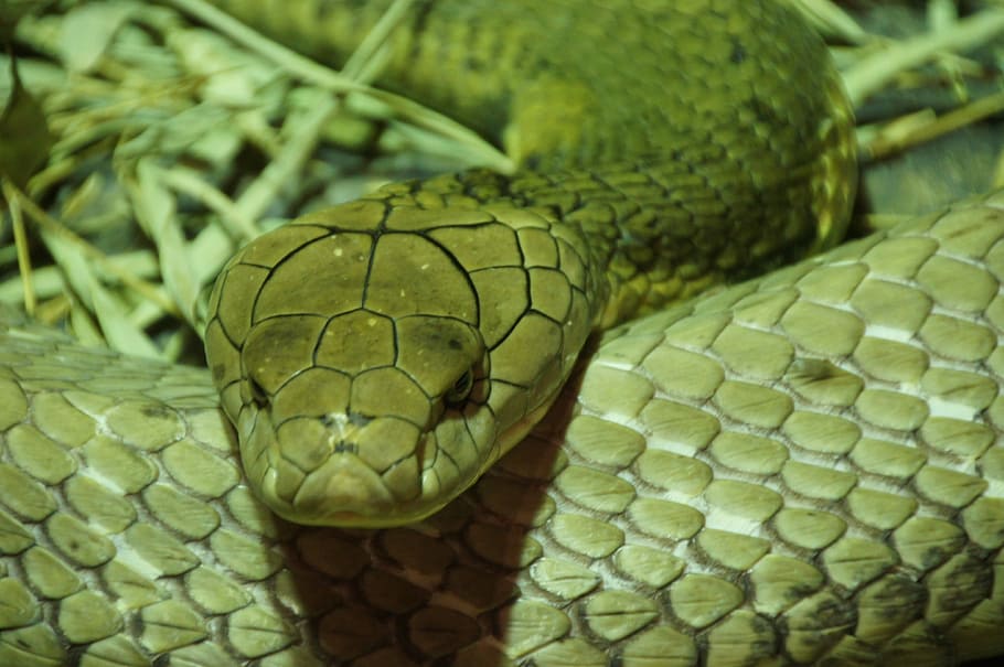 Green Snake, Close, Scale, reptile, animal, zoo, one animal HD wallpaper