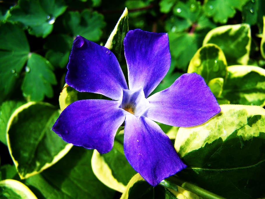 a bluish-purple flower, spring flower, garden, flowering plant HD wallpaper