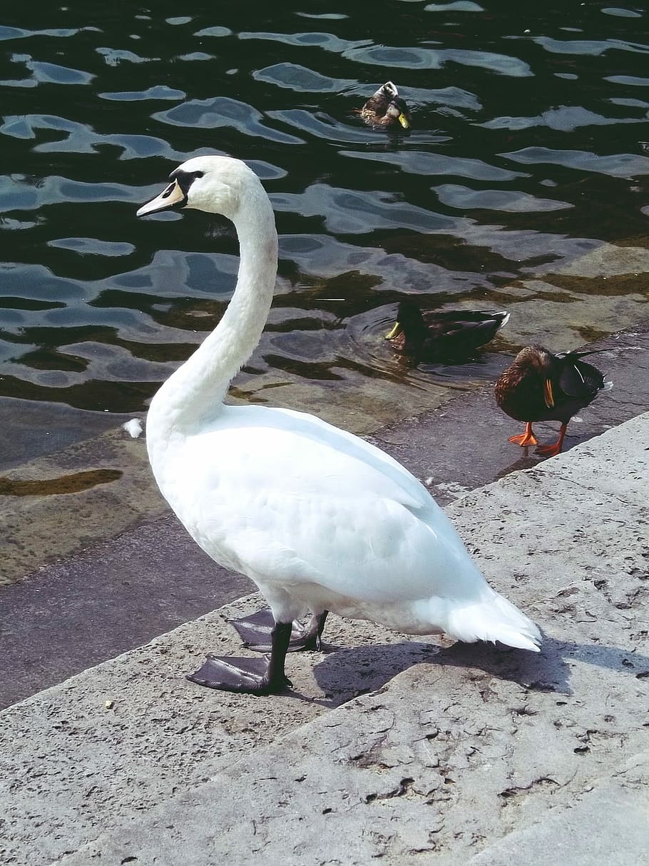 Swan, Ducks, Water, Nature, Animal, Bird, lake, waters, feather HD wallpaper