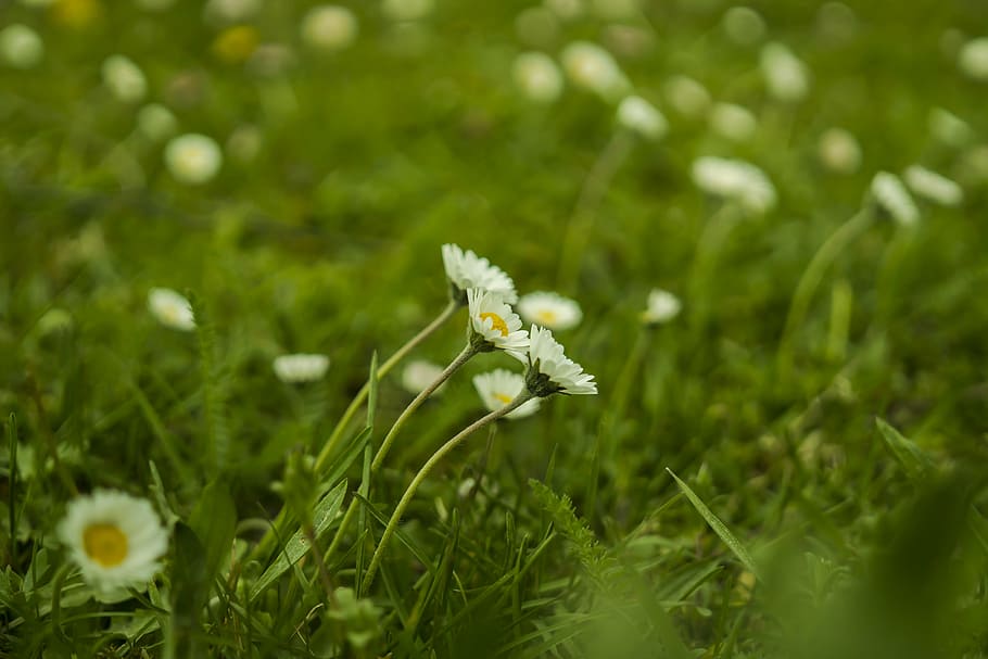 daisy, meadow, green, spring, flowers, flower meadow, nature HD wallpaper